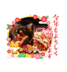 ♡♣♤♥chiwaham♥♦♧♠（個別スタンプ：37）