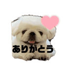 ペキニーズのもーちゃん（個別スタンプ：1）