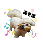 ペキニーズのもーちゃん（個別スタンプ：12）
