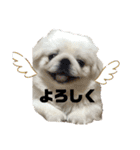 ペキニーズのもーちゃん（個別スタンプ：13）