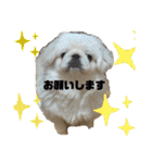 ペキニーズのもーちゃん（個別スタンプ：29）