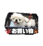 ペキニーズのもーちゃん（個別スタンプ：33）