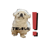 ペキニーズのもーちゃん（個別スタンプ：34）