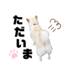 アロエちゃんスタンプ（個別スタンプ：3）
