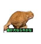 こじマジシャン（個別スタンプ：3）