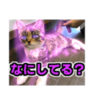 Black 77（個別スタンプ：9）