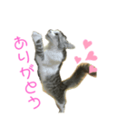 メインクーンのメイさん（個別スタンプ：8）