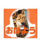 日本犬【四国犬】たろくん / Japanese dog（個別スタンプ：3）