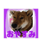 日本犬【四国犬】たろくん / Japanese dog（個別スタンプ：4）