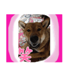 日本犬【四国犬】たろくん / Japanese dog（個別スタンプ：8）