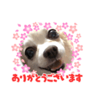 ゆめの毎日スタンプ4（個別スタンプ：7）