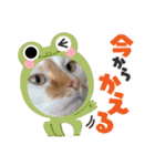 おっきなネコちゃん（個別スタンプ：21）