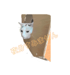 おっきなネコちゃん（個別スタンプ：24）