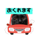 激おこぷんぷん丸ねこ（個別スタンプ：1）