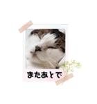 激おこぷんぷん丸ねこ（個別スタンプ：2）