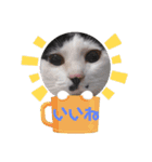 激おこぷんぷん丸ねこ（個別スタンプ：3）
