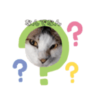 激おこぷんぷん丸ねこ（個別スタンプ：6）
