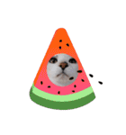 激おこぷんぷん丸ねこ（個別スタンプ：8）