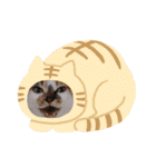 激おこぷんぷん丸ねこ（個別スタンプ：10）