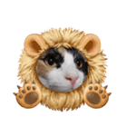 激おこぷんぷん丸ねこ（個別スタンプ：11）