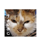 激おこぷんぷん丸ねこ（個別スタンプ：16）