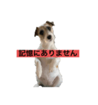 てぃーてゃんスタンプ（個別スタンプ：1）