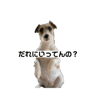 てぃーてゃんスタンプ（個別スタンプ：5）