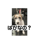 てぃーてゃんスタンプ（個別スタンプ：6）