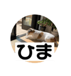 てぃーてゃんスタンプ（個別スタンプ：7）