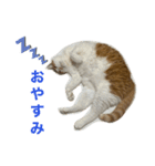 ぴち第一弾！（個別スタンプ：3）