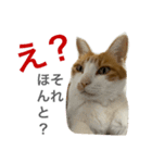 ぴち第一弾！（個別スタンプ：5）