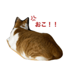ぴち第一弾！（個別スタンプ：6）