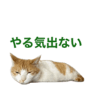 ぴち第一弾！（個別スタンプ：8）