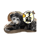 トイプードルのぽっち（個別スタンプ：2）
