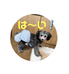 トイプードルのぽっち（個別スタンプ：5）