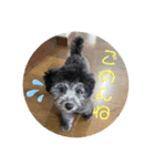 トイプードルのぽっち（個別スタンプ：16）