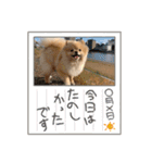 とにかく可愛いポメラニアンのモアちゃん3（個別スタンプ：3）