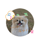 とにかく可愛いポメラニアンのモアちゃん3（個別スタンプ：14）