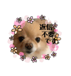 とにかく可愛いポメラニアンのモアちゃん3（個別スタンプ：22）