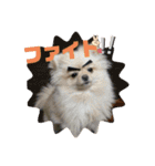 とにかく可愛いポメラニアンのモアちゃん3（個別スタンプ：23）