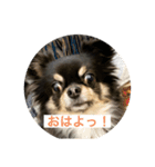 チワワのじゅん（個別スタンプ：1）