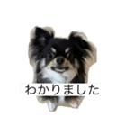 チワワのじゅん（個別スタンプ：2）