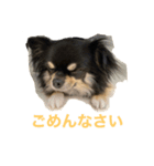 チワワのじゅん（個別スタンプ：5）
