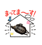 かめめいスタンプ（個別スタンプ：26）