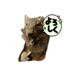 優しいデグー達（個別スタンプ：2）