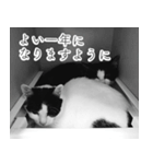 梅の猫ドネーションスペシャル（個別スタンプ：40）