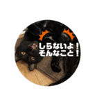 ari＊hamu＊tino（個別スタンプ：5）