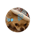 ari＊hamu＊tino（個別スタンプ：8）