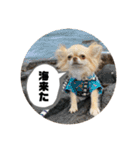 ari＊hamu＊tino（個別スタンプ：11）