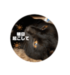 ari＊hamu＊tino（個別スタンプ：14）